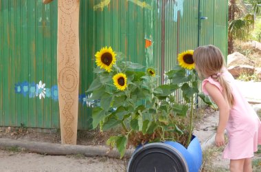 Mädchen riecht an Sonnenblume